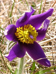 Pulsatilla vulgaris (Ranunculaceae)  - Pulsatille commune, Anémone pulsatille - Pasqueflower Aisne [France] 16/03/2003 - 140m