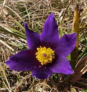 Pulsatilla vulgaris (Ranunculaceae)  - Pulsatille commune, Anémone pulsatille - Pasqueflower Aisne [France] 16/03/2003 - 140m