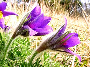 Pulsatilla vulgaris (Ranunculaceae)  - Pulsatille commune, Anémone pulsatille - Pasqueflower Aisne [France] 30/03/2003 - 160m