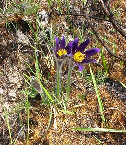 Pulsatilla vulgaris (Ranunculaceae)  - Pulsatille commune, Anémone pulsatille - Pasqueflower Aisne [France] 30/03/2003 - 180m