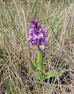 Anacamptis morio (Orchidaceae)  - Anacamptide bouffon, Orchis bouffon Herault [France] 22/04/2003 - 740m