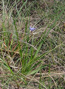 Aphyllanthes monspeliensis (Asparagaceae)  - Aphyllanthe de Montpellier, oeillet bleu de Montpellier, Jonciole, Bragalou Herault [France] 16/04/2003 - 200m