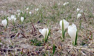 Crocus vernus (Iridaceae)  - Crocus de printemps, Crocus printanier, Crocus blanc - Spring Crocus Lozere [France] 15/04/2003 - 1430m