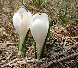 Crocus vernus (Iridaceae)  - Crocus de printemps, Crocus printanier, Crocus blanc - Spring Crocus Lozere [France] 15/04/2003 - 1430m