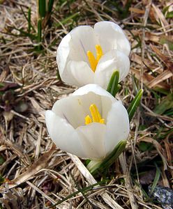 Crocus vernus (Iridaceae)  - Crocus de printemps, Crocus printanier, Crocus blanc - Spring Crocus Lozere [France] 15/04/2003 - 1430m