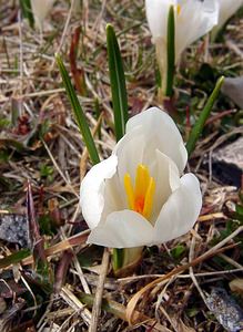 Crocus vernus (Iridaceae)  - Crocus de printemps, Crocus printanier, Crocus blanc - Spring Crocus Lozere [France] 15/04/2003 - 1430m