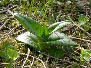 Dactylorhiza fuchsii (Orchidaceae)  - Dactylorhize de Fuchs, Orchis de Fuchs, Orchis tacheté des bois, Orchis de Meyer, Orchis des bois - Common Spotted-orchid Pas-de-Calais [France] 05/04/2003 - 150m