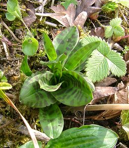 Dactylorhiza fuchsii (Orchidaceae)  - Dactylorhize de Fuchs, Orchis de Fuchs, Orchis tacheté des bois, Orchis de Meyer, Orchis des bois - Common Spotted-orchid Pas-de-Calais [France] 05/04/2003 - 150m