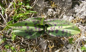 Dactylorhiza fuchsii (Orchidaceae)  - Dactylorhize de Fuchs, Orchis de Fuchs, Orchis tacheté des bois, Orchis de Meyer, Orchis des bois - Common Spotted-orchid Pas-de-Calais [France] 05/04/2003 - 150m