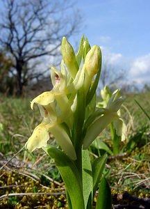 Dactylorhiza sambucina (Orchidaceae)  - Dactylorhize sureau, Orchis sureau Herault [France] 22/04/2003 - 740m