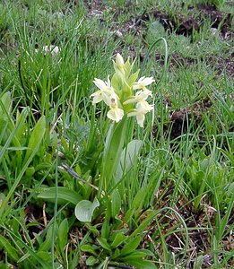 Dactylorhiza sambucina (Orchidaceae)  - Dactylorhize sureau, Orchis sureau Gard [France] 23/04/2003 - 1010m