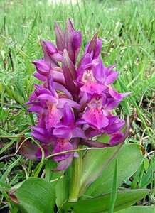 Dactylorhiza sambucina (Orchidaceae)  - Dactylorhize sureau, Orchis sureau Gard [France] 23/04/2003 - 1010m