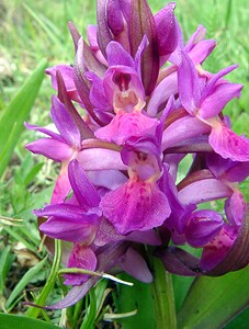 Dactylorhiza sambucina (Orchidaceae)  - Dactylorhize sureau, Orchis sureau Gard [France] 23/04/2003 - 1010m