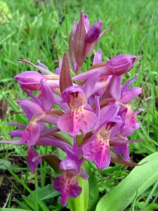 Dactylorhiza sambucina (Orchidaceae)  - Dactylorhize sureau, Orchis sureau Gard [France] 23/04/2003 - 1010m