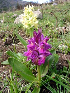 Dactylorhiza sambucina (Orchidaceae)  - Dactylorhize sureau, Orchis sureau Gard [France] 23/04/2003 - 1010mavec derri?re la forme 