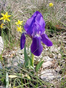 Iris lutescens (Iridaceae)  - Iris jaunissant, Iris jaunâtre, Iris nain Gard [France] 16/04/2003 - 640m