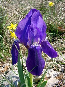 Iris lutescens (Iridaceae)  - Iris jaunissant, Iris jaunâtre, Iris nain Gard [France] 16/04/2003 - 640m