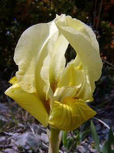 Iris lutescens (Iridaceae)  - Iris jaunissant, Iris jaunâtre, Iris nain Gard [France] 18/04/2003 - 630m