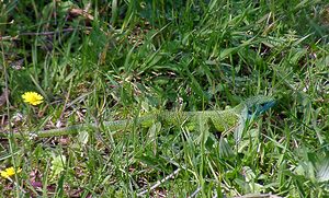 Lacerta bilineata (Lacertidae)  - Lézard à deux raies, Lézard vert occidental - Western Green Lizard Gard [France] 18/04/2003 - 470m