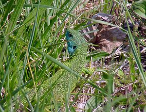 Lacerta bilineata (Lacertidae)  - Lézard à deux raies, Lézard vert occidental - Western Green Lizard Gard [France] 18/04/2003 - 470m