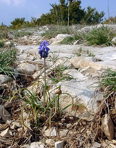 Muscari botryoides (Asparagaceae)  - Muscari fausse botryde, Muscari faux botrys, Muscari botryoïde, Muscari en grappe - Compact Grape-hyacinth Gard [France] 18/04/2003 - 630m