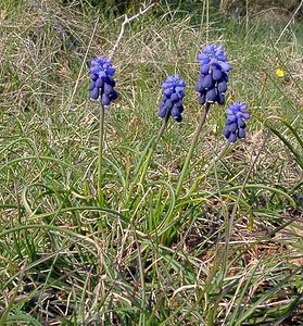 Muscari botryoides (Asparagaceae)  - Muscari fausse botryde, Muscari faux botrys, Muscari botryoïde, Muscari en grappe - Compact Grape-hyacinth Gard [France] 18/04/2003 - 630m