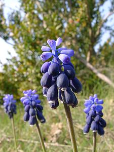 Muscari botryoides (Asparagaceae)  - Muscari fausse botryde, Muscari faux botrys, Muscari botryoïde, Muscari en grappe - Compact Grape-hyacinth Gard [France] 18/04/2003 - 630m