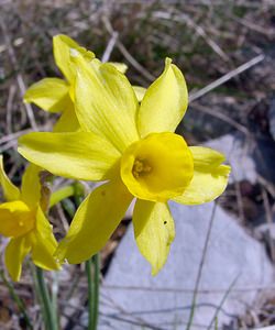 Narcissus assoanus (Amaryllidaceae)  - Narcisse d'Asso, Narcisse à feuilles de jonc, Narcisse de Requien Gard [France] 16/04/2003 - 640m