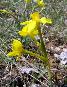 Narcissus assoanus (Amaryllidaceae)  - Narcisse d'Asso, Narcisse à feuilles de jonc, Narcisse de Requien Gard [France] 16/04/2003 - 630m
