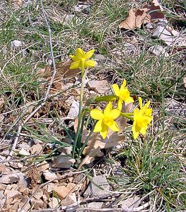 Narcissus assoanus (Amaryllidaceae)  - Narcisse d'Asso, Narcisse à feuilles de jonc, Narcisse de Requien Gard [France] 16/04/2003 - 630m