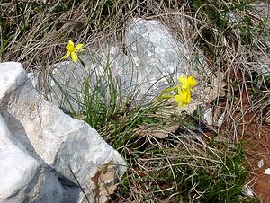 Narcissus assoanus (Amaryllidaceae)  - Narcisse d'Asso, Narcisse à feuilles de jonc, Narcisse de Requien Herault [France] 17/04/2003 - 630m
