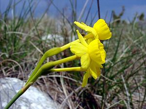 Narcissus assoanus (Amaryllidaceae)  - Narcisse d'Asso, Narcisse à feuilles de jonc, Narcisse de Requien Herault [France] 17/04/2003 - 630m