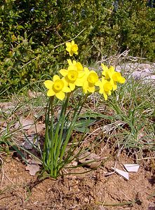Narcissus assoanus (Amaryllidaceae)  - Narcisse d'Asso, Narcisse à feuilles de jonc, Narcisse de Requien Gard [France] 18/04/2003 - 630m