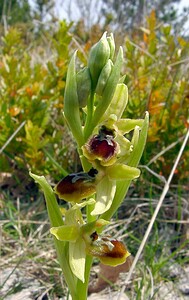 Ophrys araneola sensu auct. plur. (Orchidaceae)  - Ophrys litigieux Herault [France] 17/04/2003 - 630m
