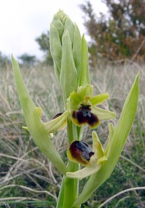 Ophrys araneola sensu auct. plur. (Orchidaceae)  - Ophrys litigieux Aveyron [France] 19/04/2003 - 790m