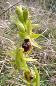 Ophrys araneola sensu auct. plur. (Orchidaceae)  - Ophrys litigieux Pas-de-Calais [France] 05/04/2003 - 160m