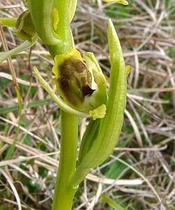 Ophrys araneola sensu auct. plur. (Orchidaceae)  - Ophrys litigieux Pas-de-Calais [France] 05/04/2003 - 160m