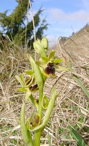 Ophrys araneola sensu auct. plur. (Orchidaceae)  - Ophrys litigieux Pas-de-Calais [France] 05/04/2003 - 160m