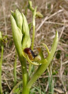 Ophrys araneola sensu auct. plur. (Orchidaceae)  - Ophrys litigieux Pas-de-Calais [France] 05/04/2003 - 160m