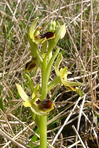 Ophrys araneola sensu auct. plur. (Orchidaceae)  - Ophrys litigieux Pas-de-Calais [France] 05/04/2003 - 160m