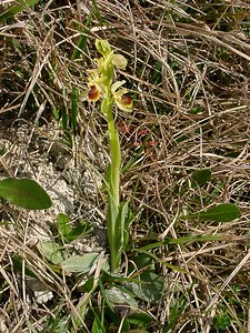 Ophrys araneola sensu auct. plur. (Orchidaceae)  - Ophrys litigieux Pas-de-Calais [France] 05/04/2003 - 160m