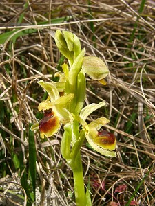 Ophrys araneola sensu auct. plur. (Orchidaceae)  - Ophrys litigieux Pas-de-Calais [France] 05/04/2003 - 160m