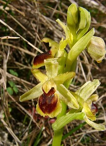 Ophrys araneola sensu auct. plur. (Orchidaceae)  - Ophrys litigieux Pas-de-Calais [France] 05/04/2003 - 160m