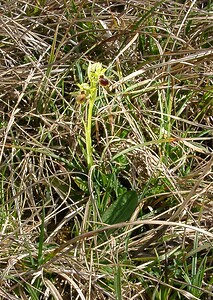 Ophrys araneola sensu auct. plur. (Orchidaceae)  - Ophrys litigieux Pas-de-Calais [France] 05/04/2003 - 160m