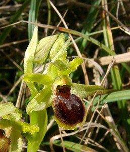 Ophrys araneola sensu auct. plur. (Orchidaceae)  - Ophrys litigieux Pas-de-Calais [France] 05/04/2003 - 160m