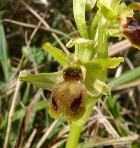 Ophrys araneola sensu auct. plur. (Orchidaceae)  - Ophrys litigieux Pas-de-Calais [France] 05/04/2003 - 160m