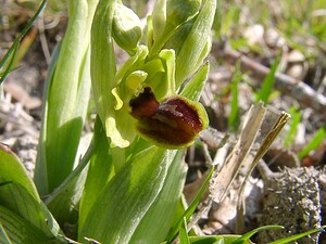 Ophrys araneola sensu auct. plur. (Orchidaceae)  - Ophrys litigieux Pas-de-Calais [France] 05/04/2003 - 90m