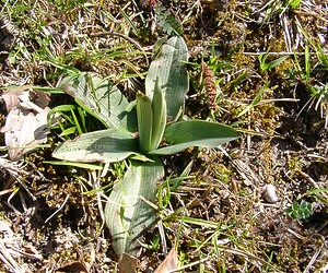 Ophrys araneola sensu auct. plur. (Orchidaceae)  - Ophrys litigieux Pas-de-Calais [France] 05/04/2003 - 90m