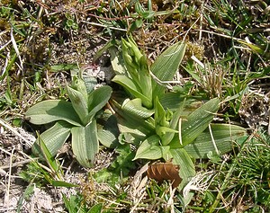 Ophrys araneola sensu auct. plur. (Orchidaceae)  - Ophrys litigieux Pas-de-Calais [France] 05/04/2003 - 90m