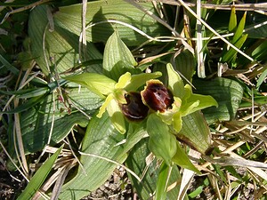 Ophrys araneola sensu auct. plur. (Orchidaceae)  - Ophrys litigieux Pas-de-Calais [France] 05/04/2003 - 90m